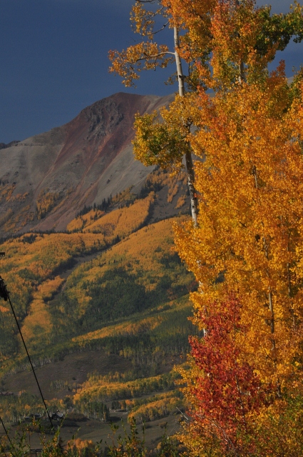 tree closeup and mountains